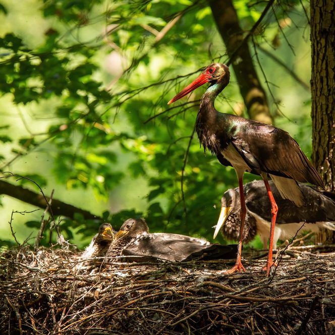 Ein Schwarzstorch steht auf einem Nest in einem Baum, umgeben von grünem Laub.