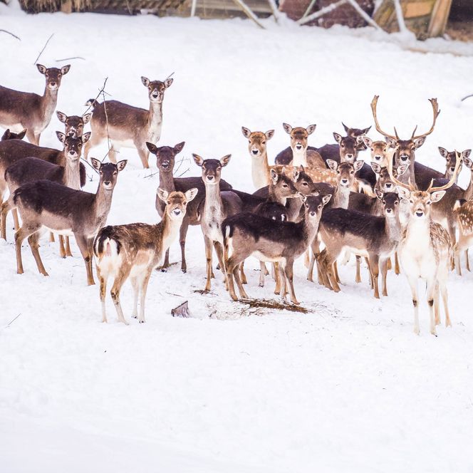 Eine Gruppe von Rehen steht im Schnee, einige haben Geweih, andere sind weiß und braun gefleckt.
