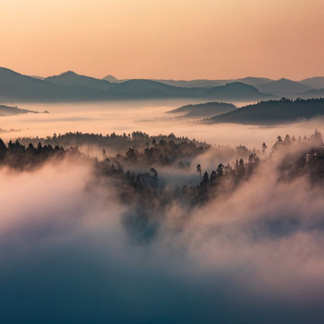 Sanfte Hügel und Wälder in Nebel gehüllt, mit einem warmen Farbton des Sonnenaufgangs.