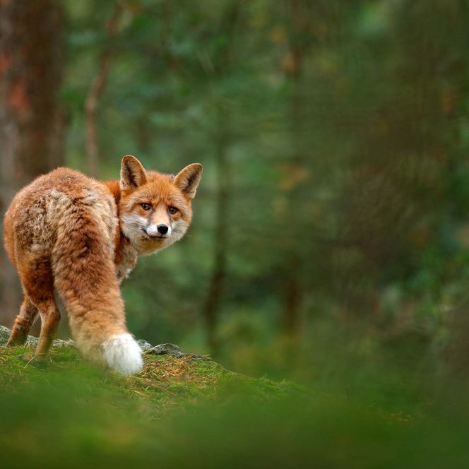Ein roter Fuchs steht im Wald und schaut über die Schulter, umgeben von grünen Bäumen.