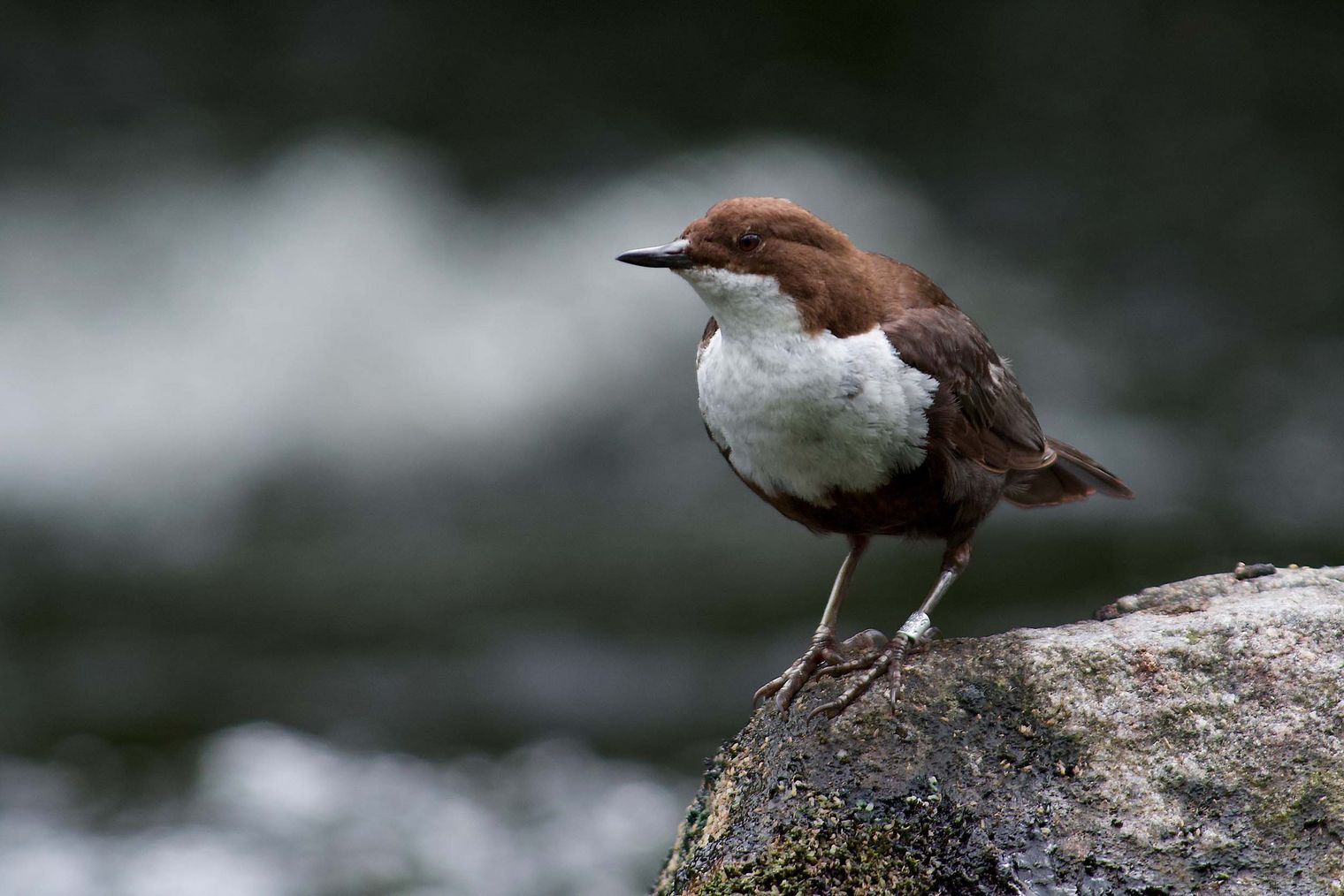 Brauner Vogel mit weißem Bauch, eine Wasseramsel, sitzt auf einem Stein am Wasser.