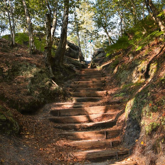 Steinige Treppe zwischen Bäumen, umgeben von Laub und Erde.