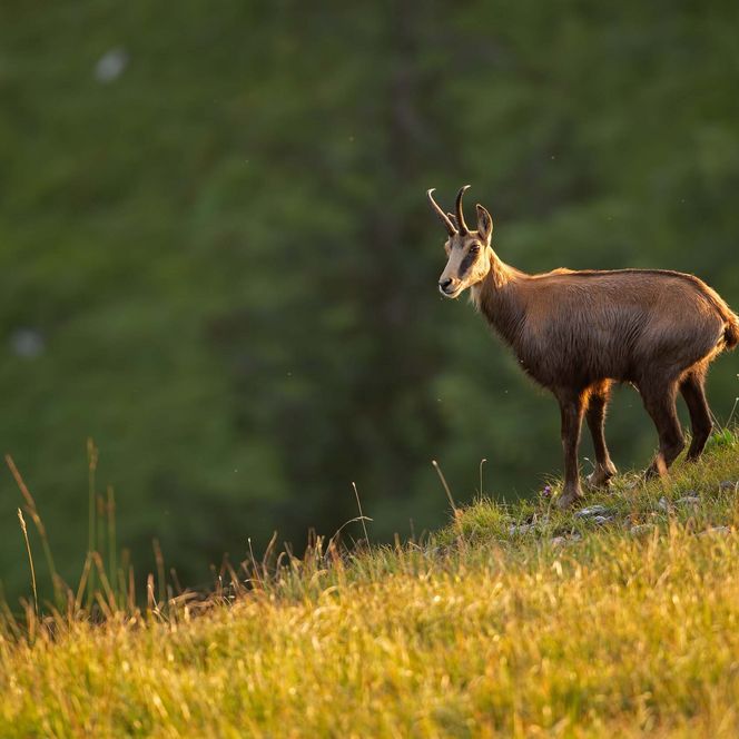 Eine Gämse steht auf einer grünen Wiese, umgeben von hohem Gras.