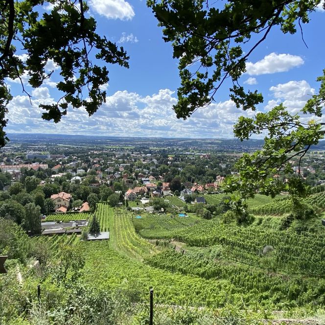 Blick auf eine grüne Weinlandschaft mit einem Dorf im Hintergrund und blauen Himmel.