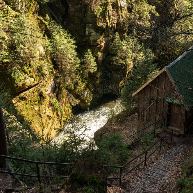 Blick auf einen schmalen Weg entlang eines Flusses, umgeben von dichtem, grünem Wald.