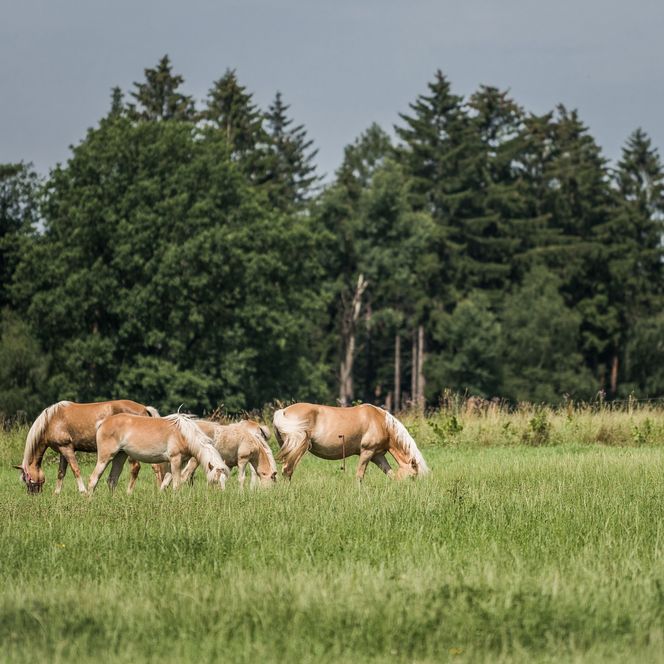 Vier Pferde grasen auf einer grünen Wiese, umgeben von Bäumen und einem bewölkten Himmel.