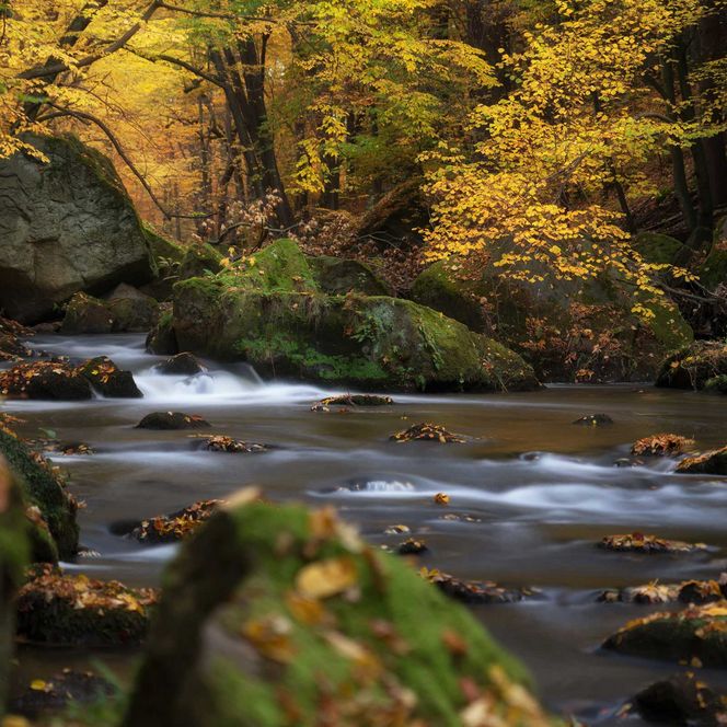 Ein klarer Bach fließt durch einen Wald mit goldenen Herbstblättern und moosbedeckten Steinen.