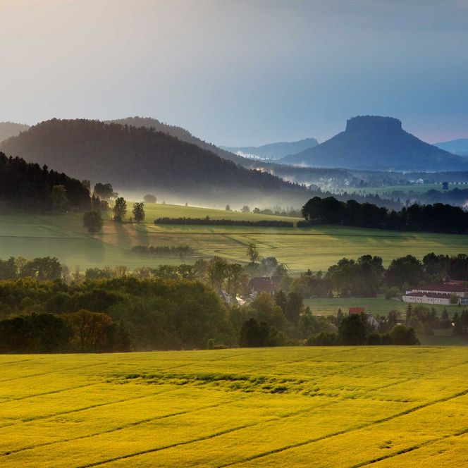 Blick auf eine hügelige Landschaft mit dem Lilienstein mit gelben Feldern und Bergen im Hintergrund.