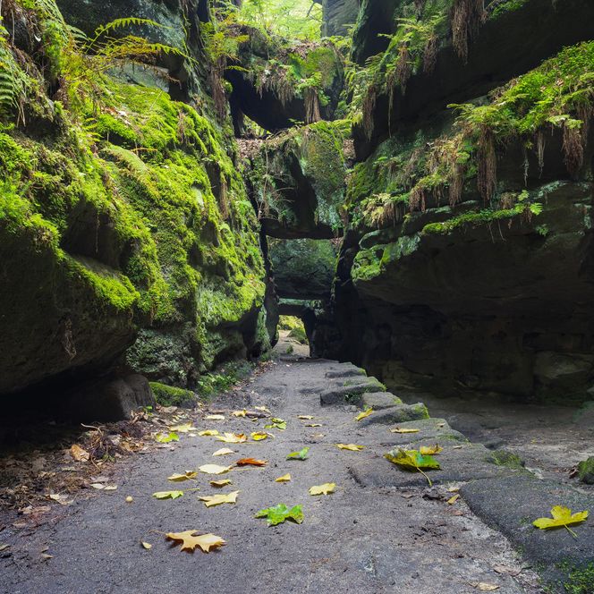 Felsentor im Uttewalder Grund mit moosbedeckten Felsen und einem schmalen Weg in der Mitte.